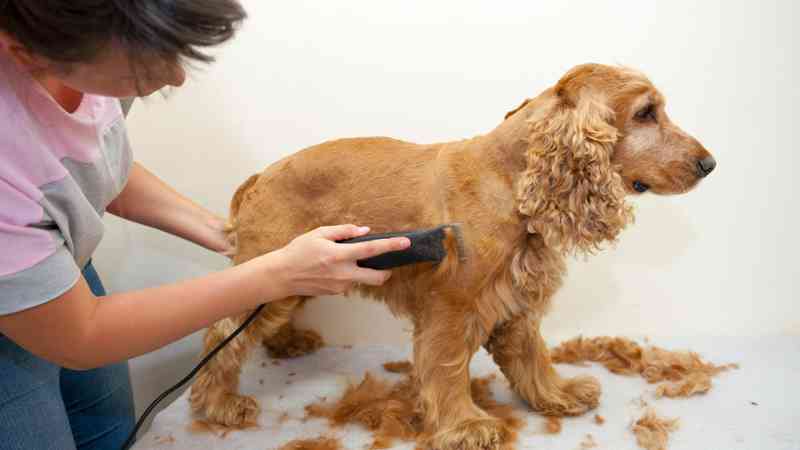 pet grooming, pet groomer, pet love, 1byOne